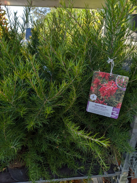 JUNIPERUS-GREVILEA    17€50
