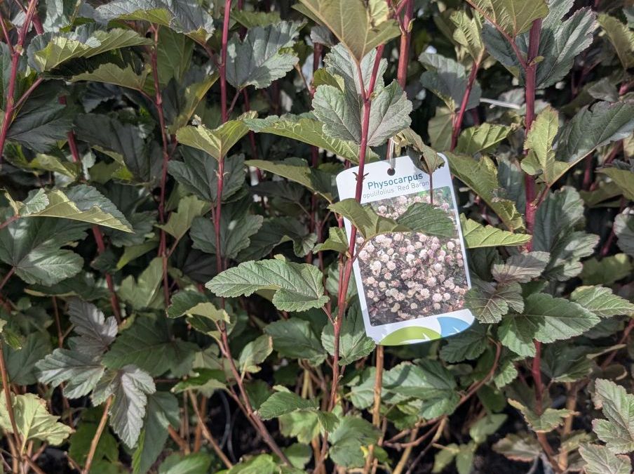 PHYSIOCARPUS     x3 = 14 €    x1=9€50