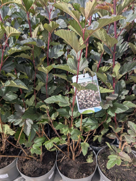 PHYSIOCARPUS     x3 = 14 €    x1=9€50