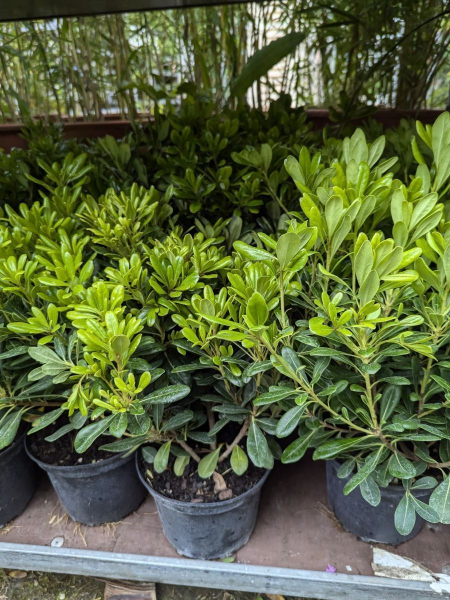 PITTOSPORUM-TOBIRA-NANA a partir de 9€50