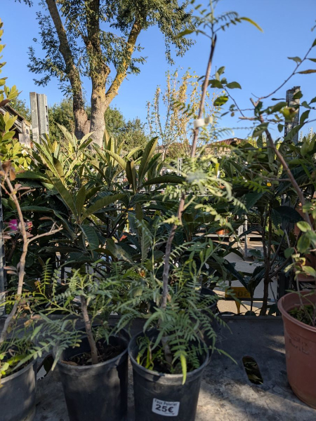 POIVRIER-DU-SICHUAN     25€