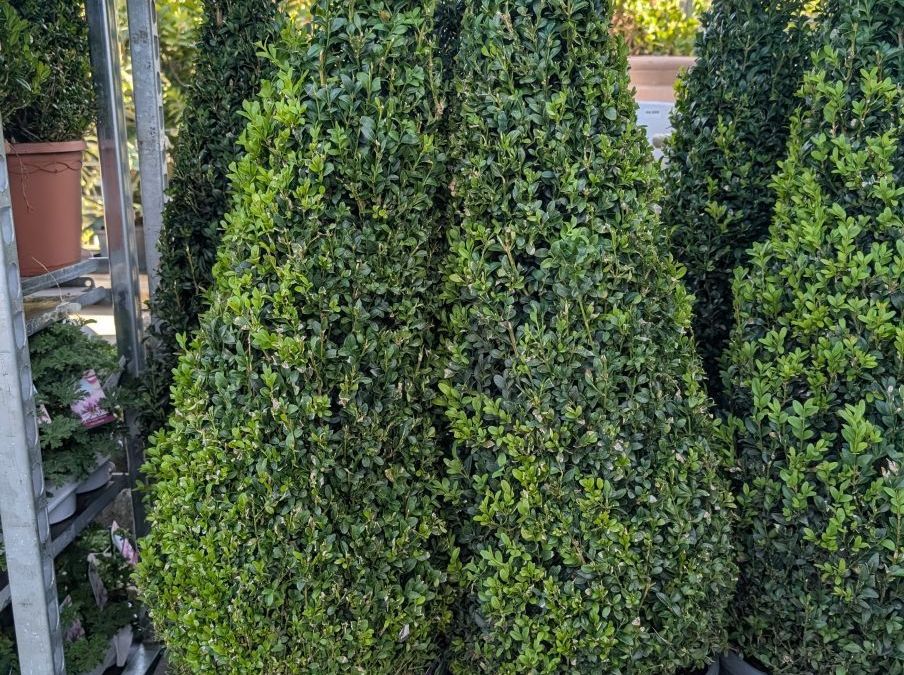 BUIS PYRAMIDE -DESTOCKAGE  x1 = 49€ et par 3 = 39€