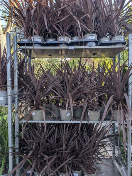 CORDYLINE AUSTRALIS DESTOCKAGE x1=12€50 et x3= 9€50