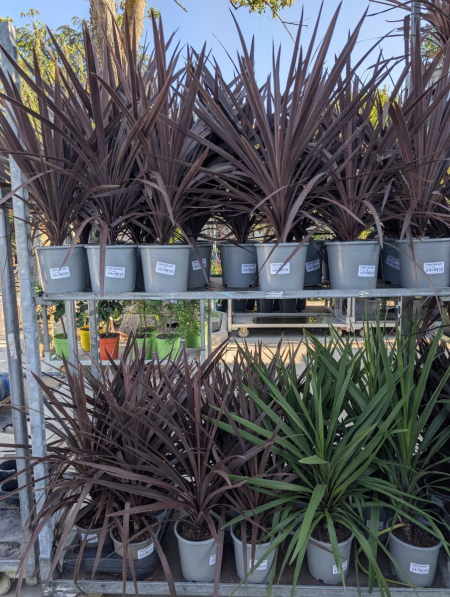 CORDYLINE DIVERS - DESTOCKAGE x1=12€50 et x3= 9€50