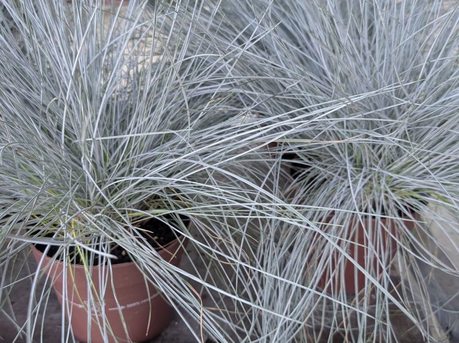 FESTUCA INTENSE BLUE - DESTOCKAGE x1=12€50 et x3= 9€50