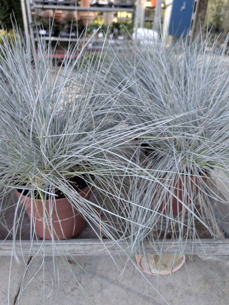 FESTUCA INTENSE BLUE - DESTOCKAGE x1=12€50 et x3= 9€50