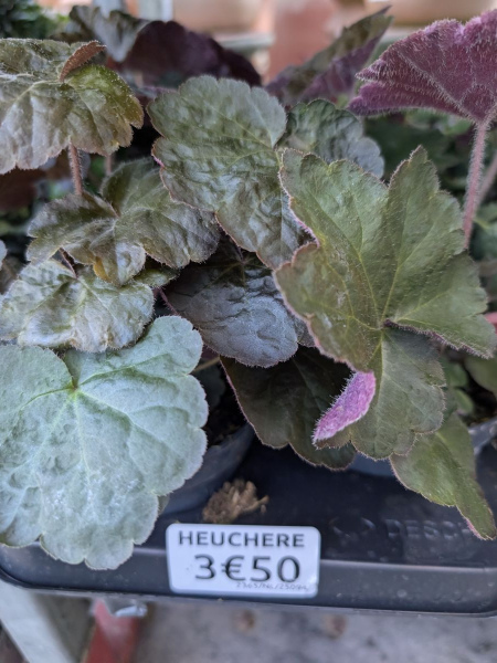 HEUCHERE