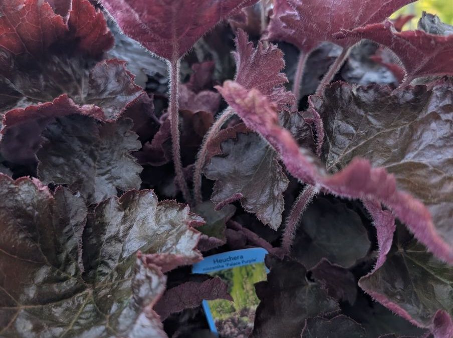 HEUCHERE