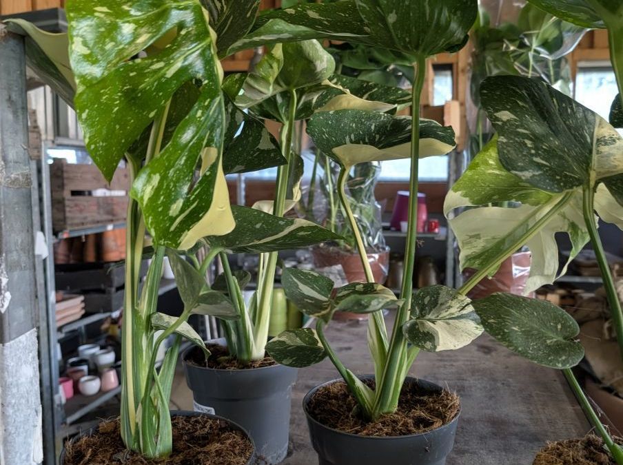 MONSTERA THAI CONSTELATION  -  49€