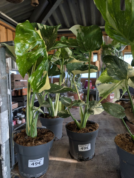 MONSTERA THAI CONSTELATION  -  49€