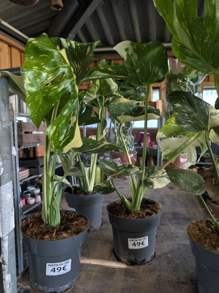 MONSTERA THAI CONSTELATION  -  49€