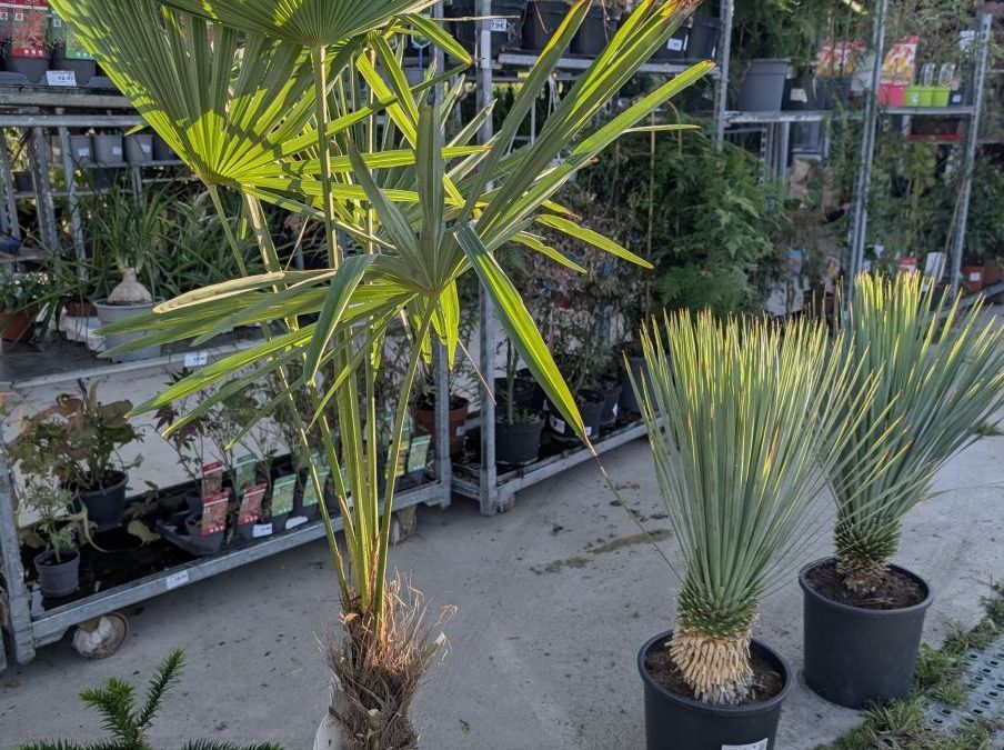 TRACHYCARPUS FORTUNEI - 79€