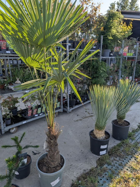 TRACHYCARPUS FORTUNEI - 79€