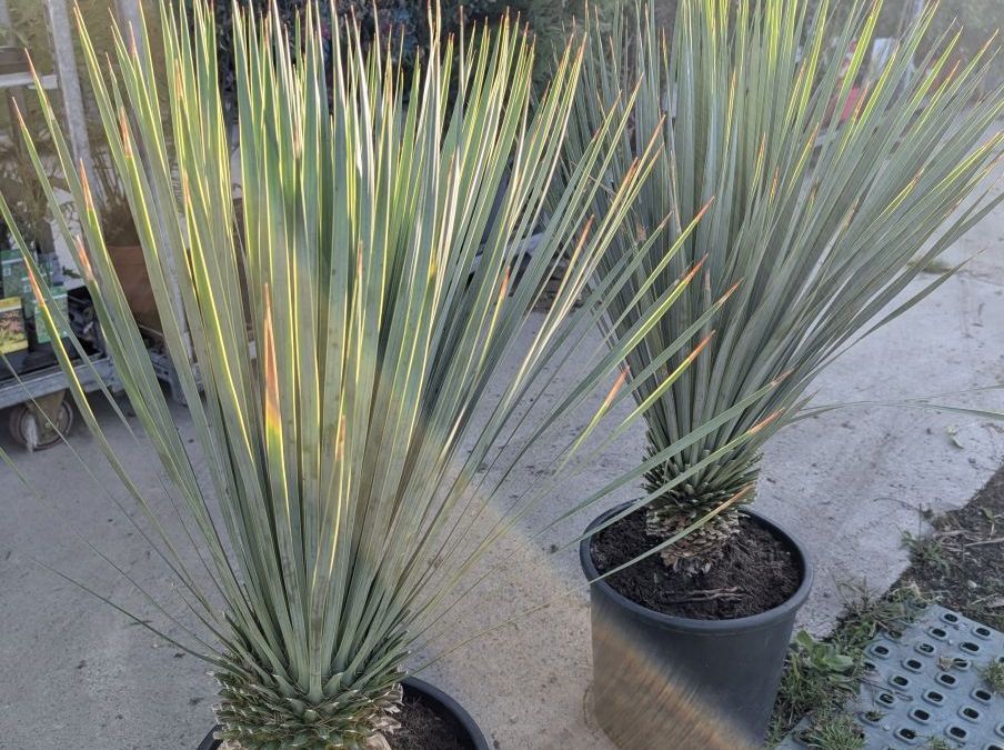 YUCCA ROSTRATA - YUCCA BLEU - 99€