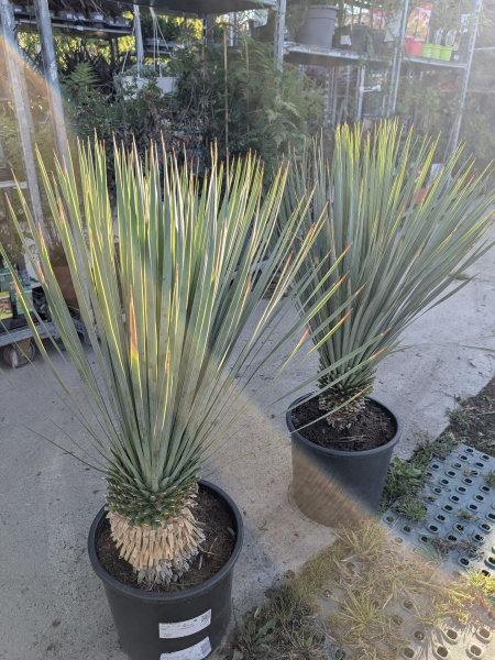 YUCCA ROSTRATA - YUCCA BLEU - 99€