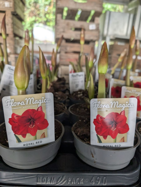 AMARYLLIS  -  PROMO x1 =4€ et     x2= 3€
