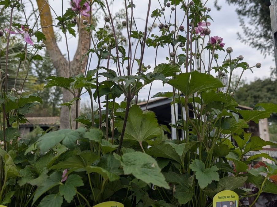 ANEMONE DU JAPON -    PROMO   x1=8€     x3=6€50