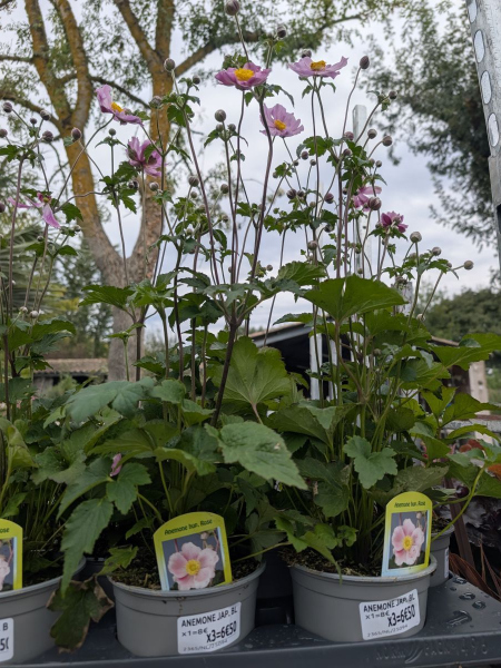 ANEMONE DU JAPON -    PROMO   x1=8€     x3=6€50