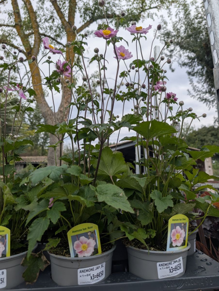 ANEMONE DU JAPON -    PROMO   x1=8€     x3=6€50