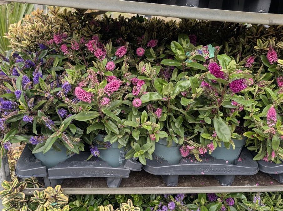 VERONICA - HEBE ARRIVAGE PROMO