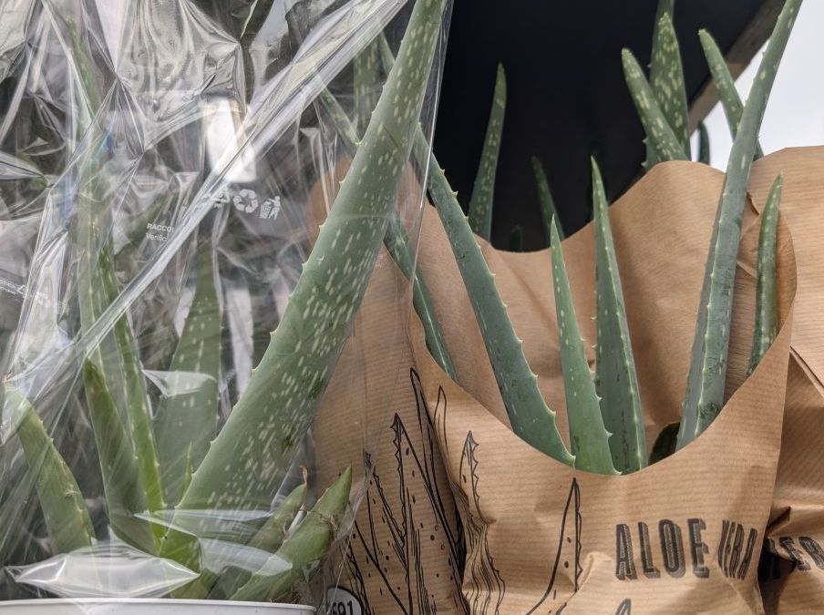 ALOE VERA 5€