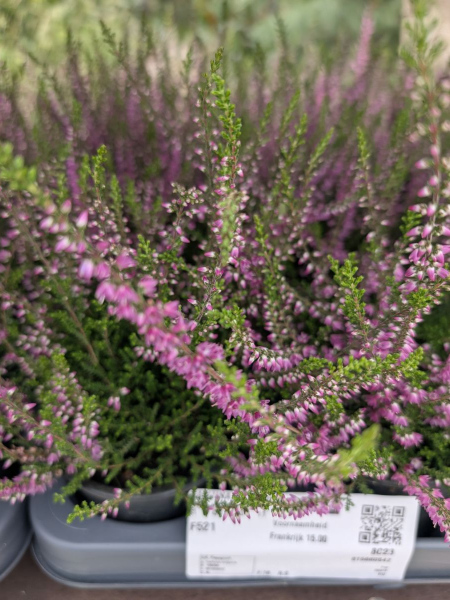 CALLUNA - BRUYERES   .3€