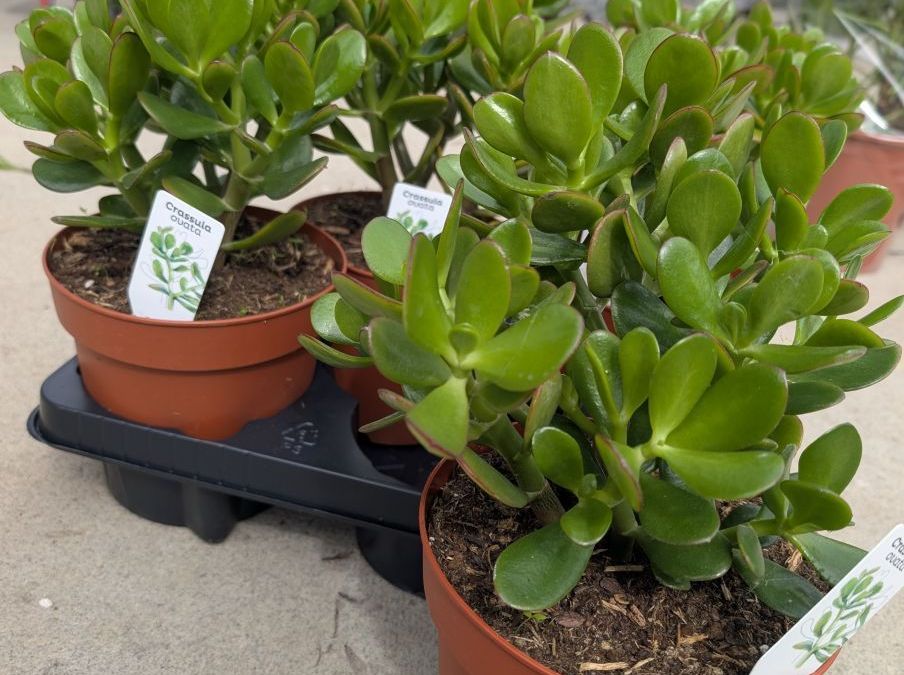 CRASSULA OVATA  - L ARBRE DE JADE   9€50