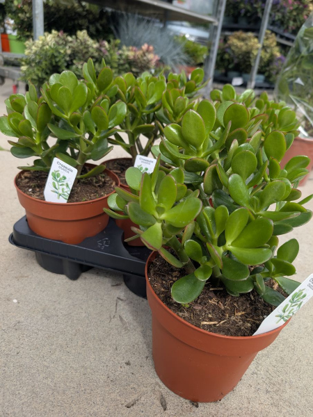 CRASSULA OVATA  - L ARBRE DE JADE   9€50