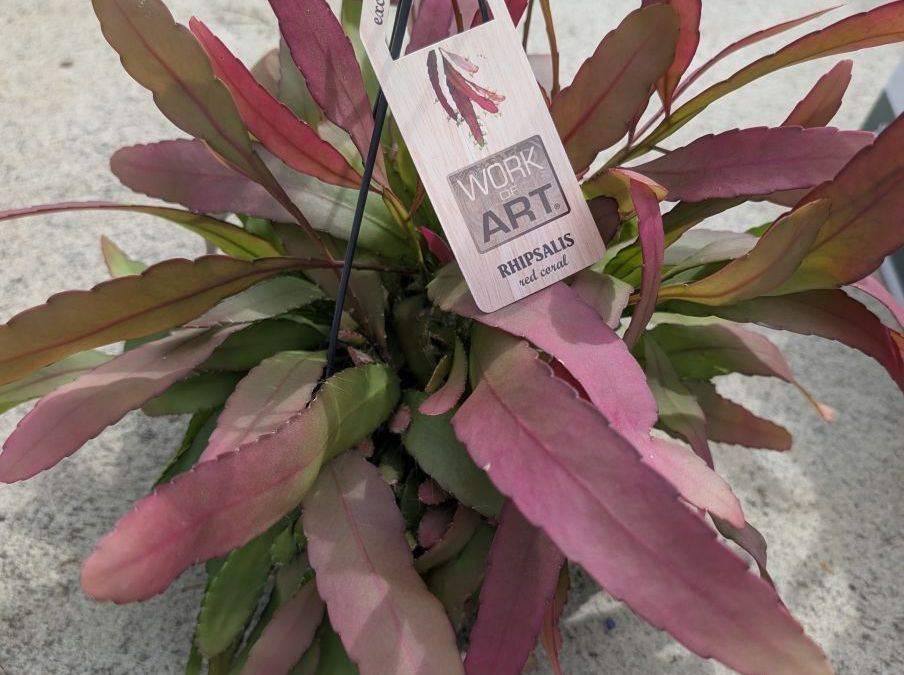 Rhipsalis ‘Red Coral’   19€90