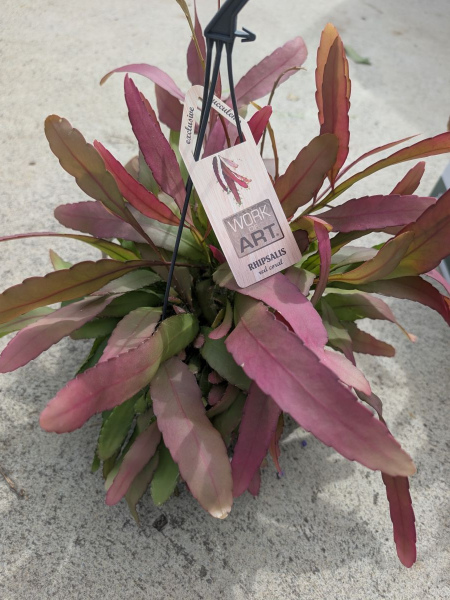 Rhipsalis ‘Red Coral’   19€90