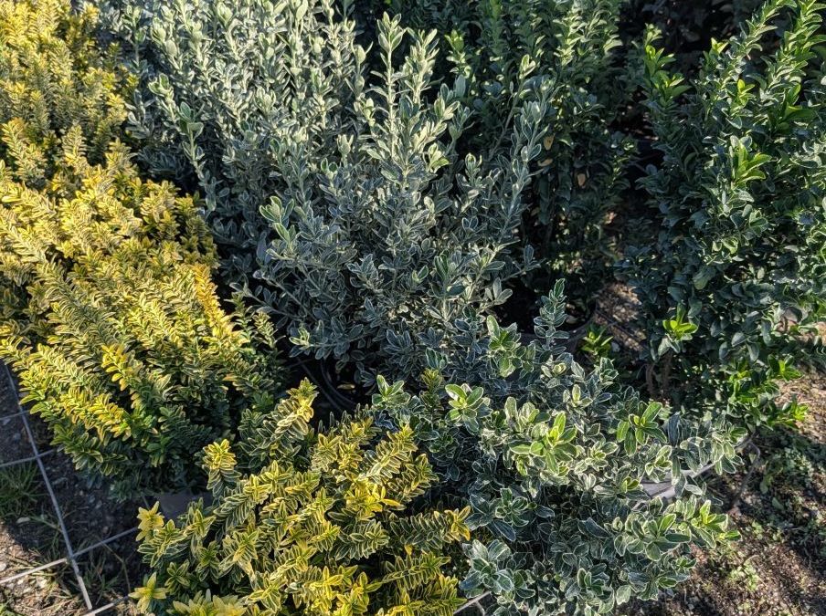 FUSAIN PULCHELLUS  DIVERS   à partir de 12€50/19€50/25€