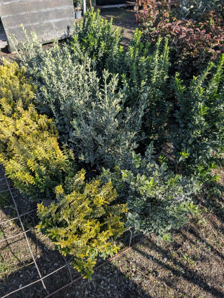 FUSAIN PULCHELLUS  DIVERS   à partir de 12€50/19€50/25€