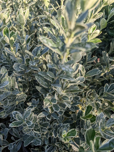 FUSAIN PULCHELLUS  GREEN SPIDER 19€50