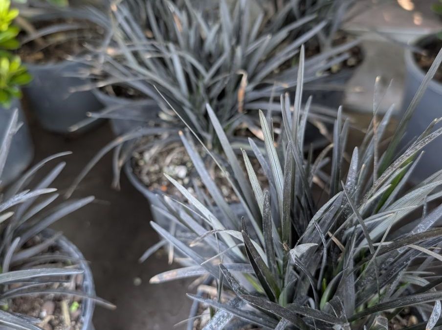 MUGUET JAPONNAIS - GRAMINEES NOIRE