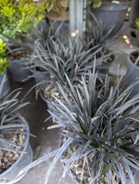 MUGUET JAPONNAIS - GRAMINEES NOIRE