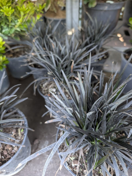 MUGUET JAPONNAIS - GRAMINEES NOIRE