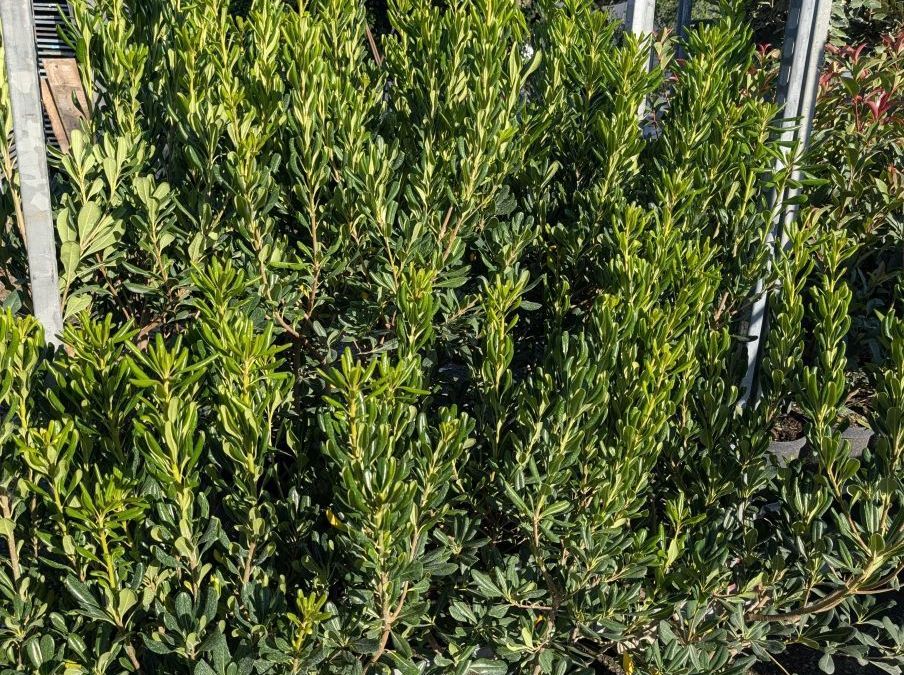 PITTOSPORUM TOBIRA  -  19€50