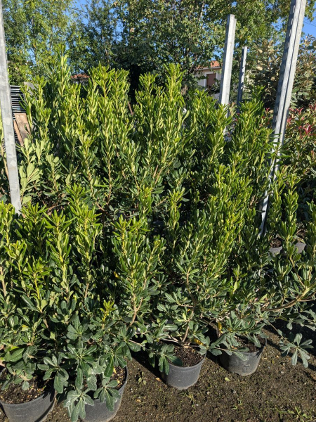 PITTOSPORUM TOBIRA  -  19€50