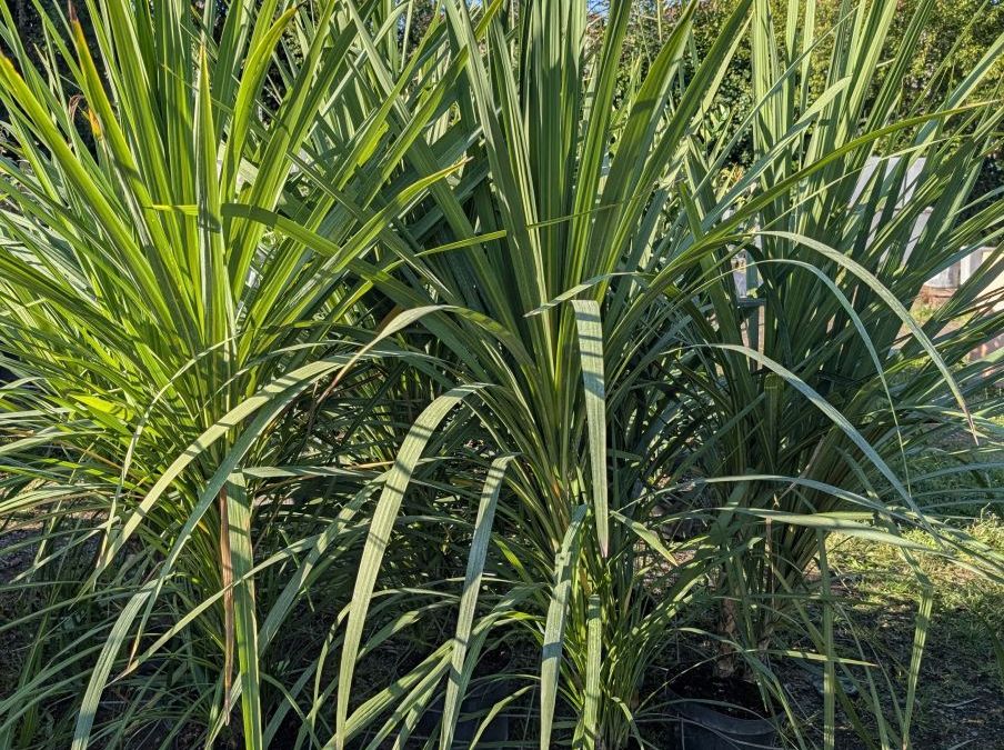 CORDYLINE AUSTRALIS - 49€