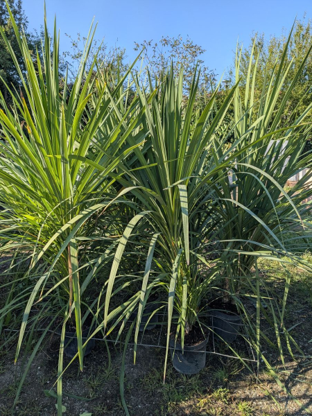 CORDYLINE AUSTRALIS - 49€