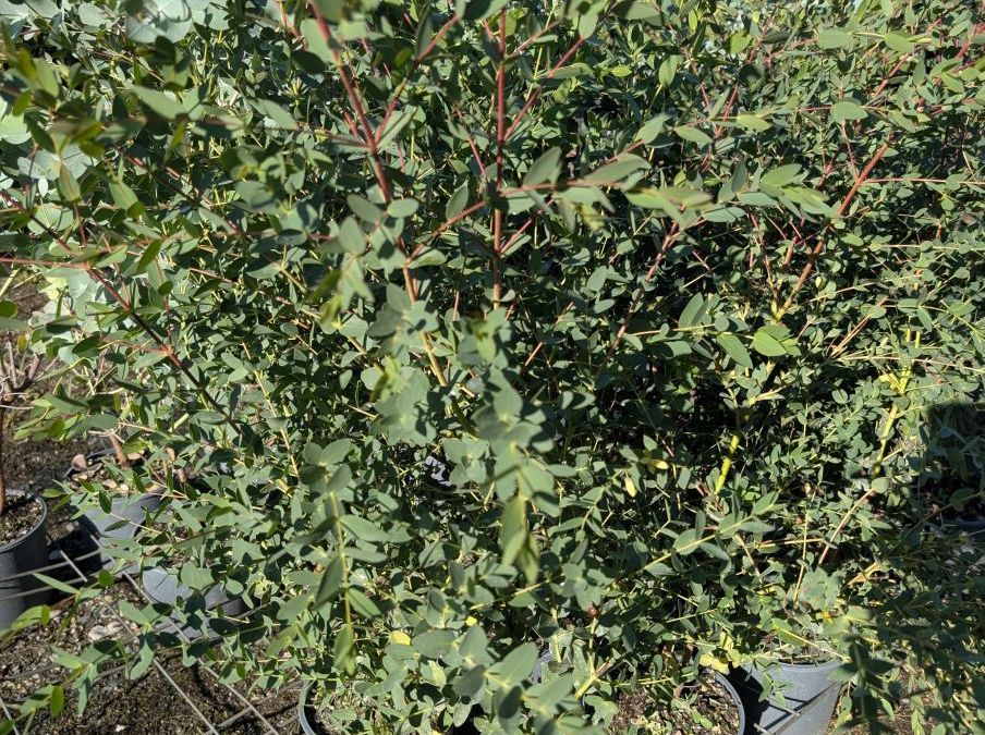 EUCALYPTUS PARVIFLORA PROMO x2 =19€    x1=25€