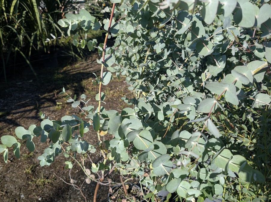 EUCALYPTUS SILVER DOLLAR   -   PROMO x2 =19€    x1=25€