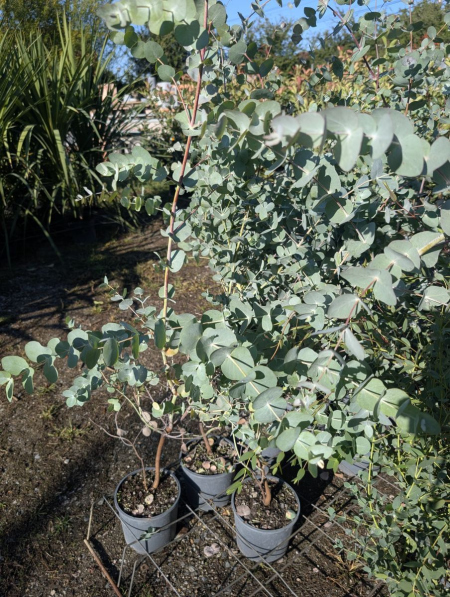 EUCALYPTUS SILVER DOLLAR   -   PROMO x2 =19€    x1=25€