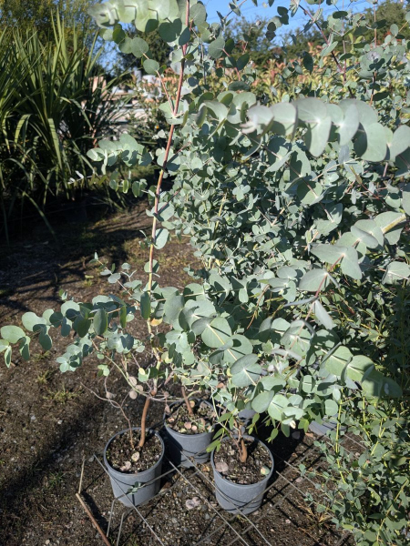 EUCALYPTUS SILVER DOLLAR   -   PROMO x2 =19€    x1=25€