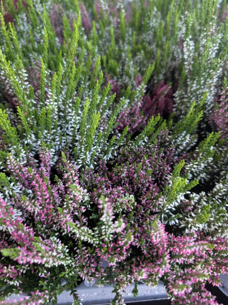 BRUYERE CALLUNA   3 COULEURS     3 €