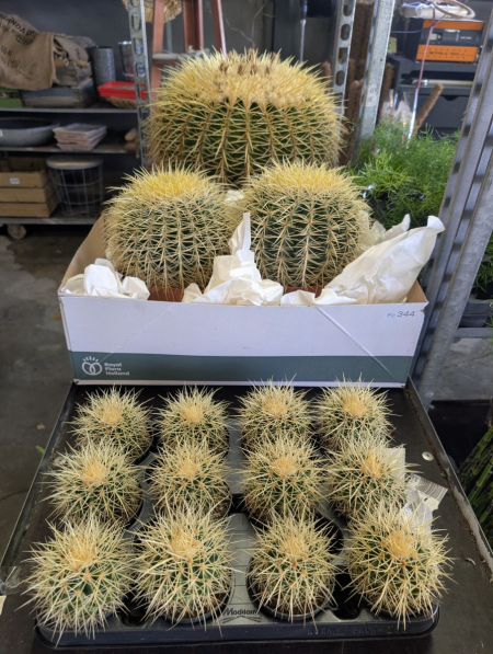 Echinocactus grusonii (Coussin de belle-mère)   -   Arrivage