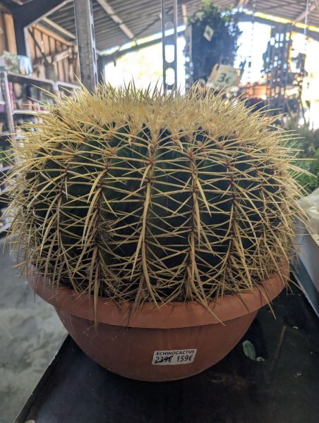 Echinocactus grusonii (Coussin de belle-mère)   -   XXL en Promo de  239€ à 159€