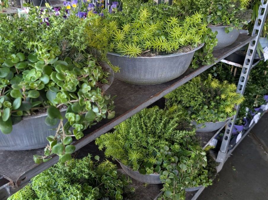 Sedum Mix dans une coupe (5 variétés mix) dans sa coupe en zinc)  -   19€90