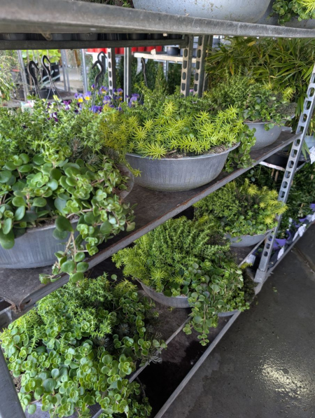 Sedum Mix dans une coupe (5 variétés mix) dans sa coupe en zinc)  -   19€90