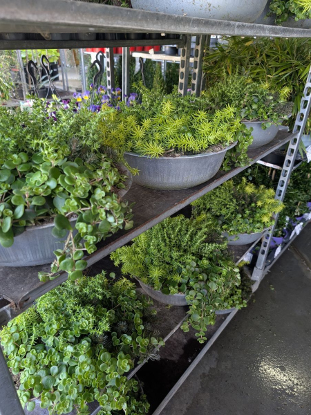 Sedum Mix dans une coupe (5 variétés mix) dans sa coupe en zinc)  -   19€90